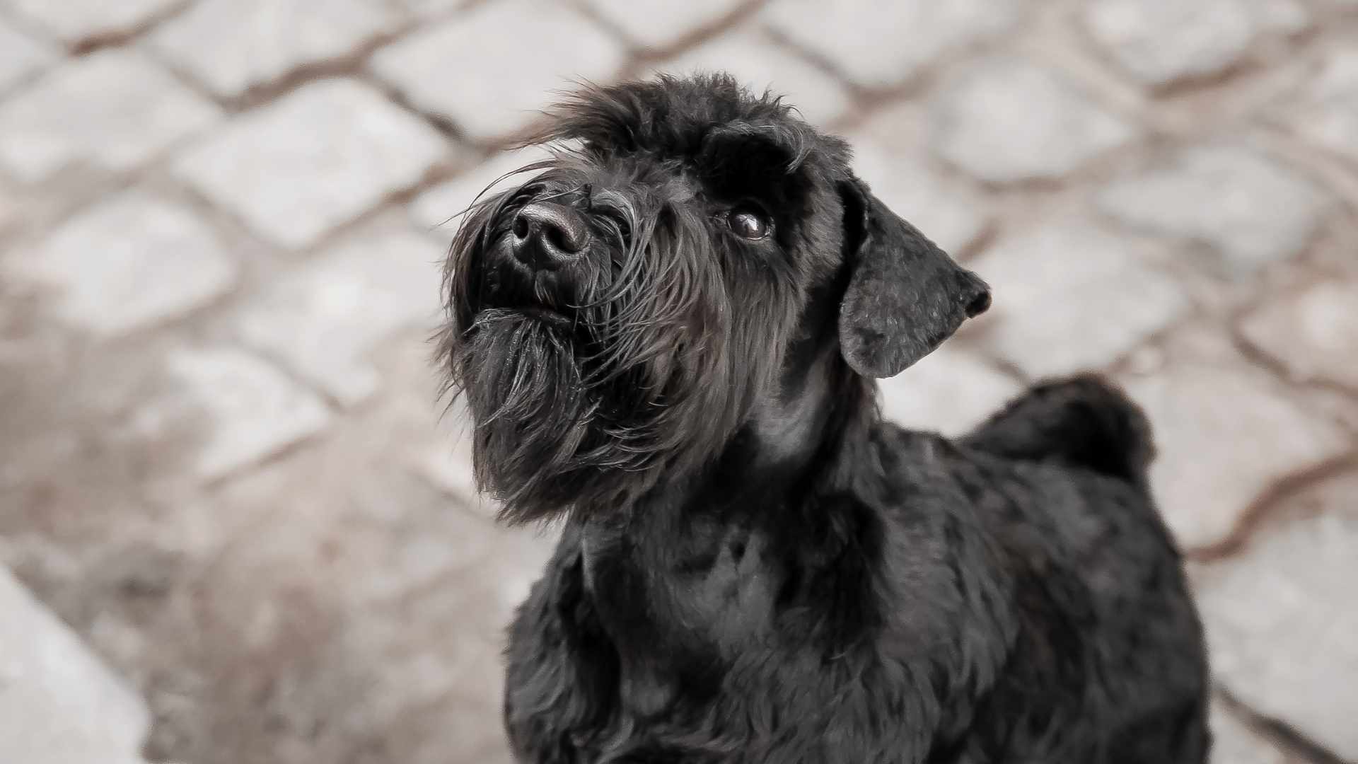 perro Schnauzer  negro